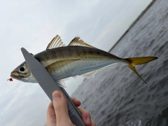 マアジの釣果
