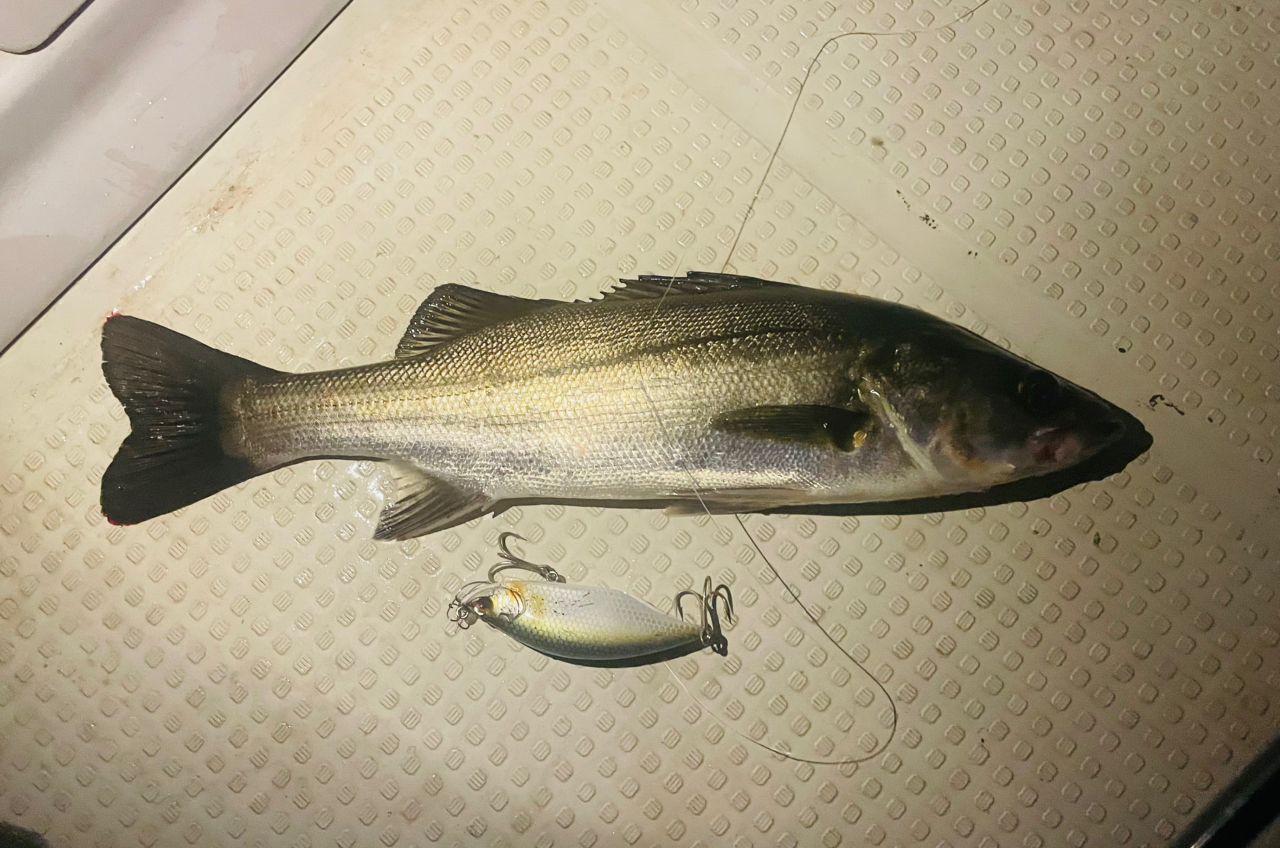 AbuGarcia ソルティーステージ KR-X ボートシーバスの最安値・インプレ