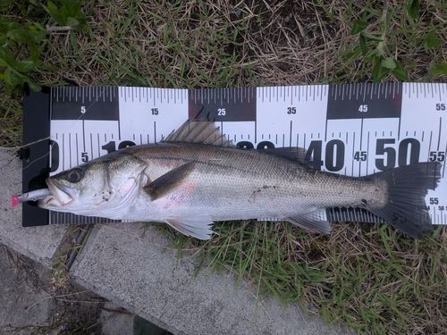 フッコ（マルスズキ）の釣果