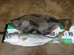 ヒラメの釣果