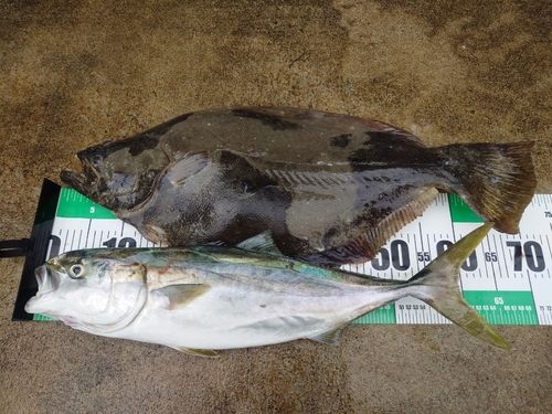ヒラメの釣果