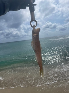 エソの釣果