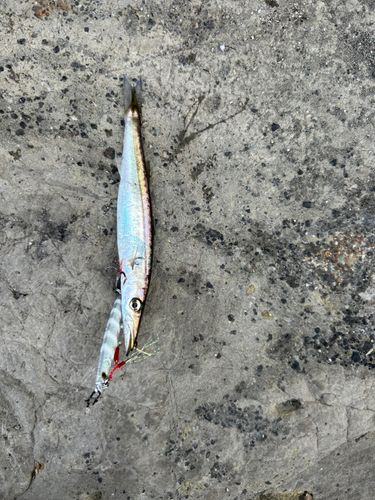 カマスの釣果