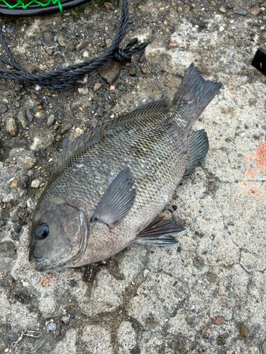 グレの釣果