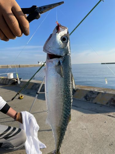 ゴマサバの釣果