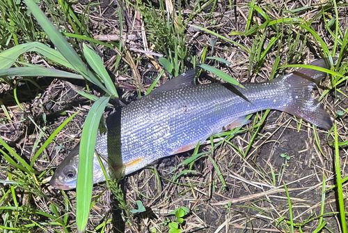 ウグイの釣果