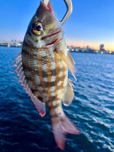 ハナフエフキの釣果