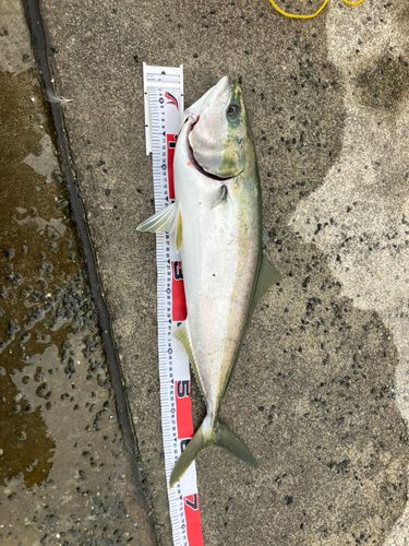 ワラサの釣果