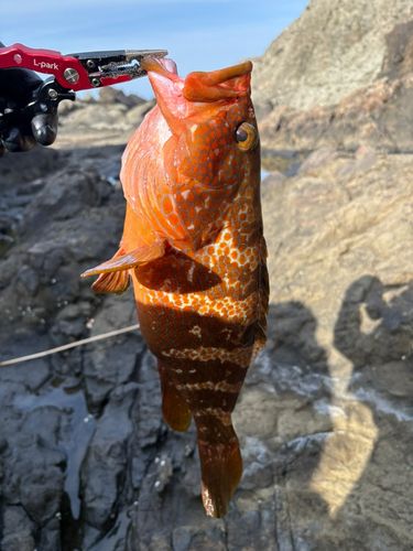 キジハタの釣果