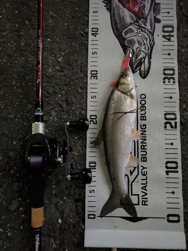 ウグイの釣果