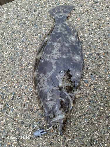 ヒラメの釣果