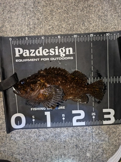オウゴンムラソイの釣果