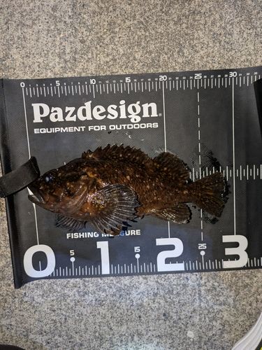 オウゴンムラソイの釣果