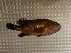 アコウの釣果