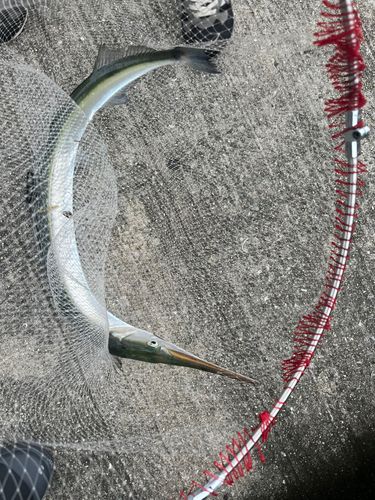 ダツの釣果