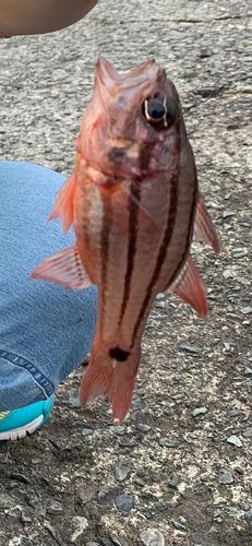 オオスジイシモチの釣果