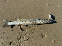 カマスの釣果