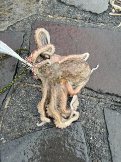タコの釣果