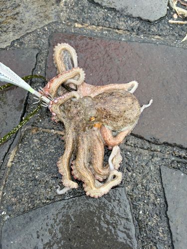 タコの釣果