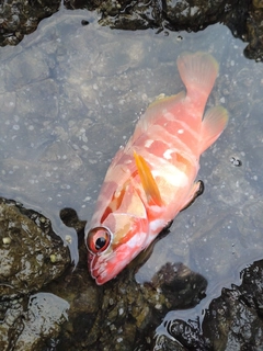アカハタの釣果