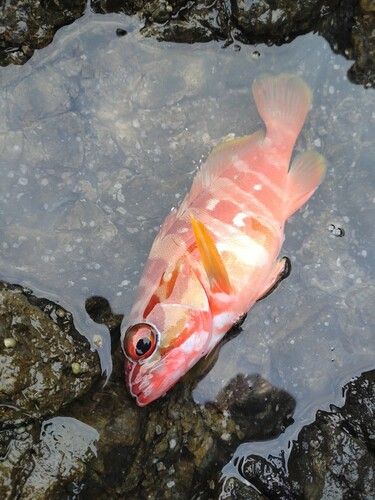 アカハタの釣果