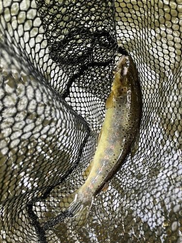 ブラウントラウトの釣果