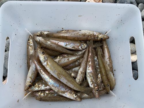 シロギスの釣果