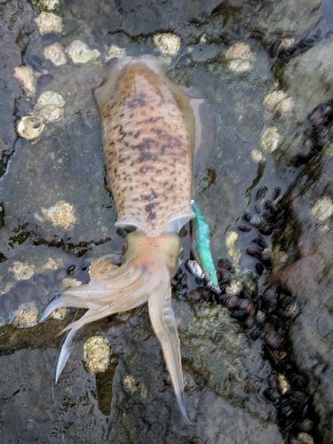 アオリイカの釣果