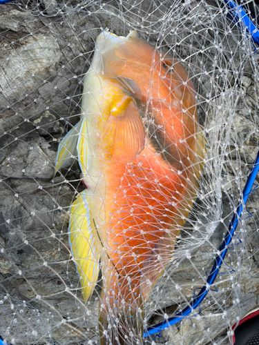 イラの釣果