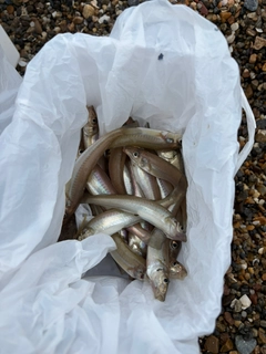 シロギスの釣果