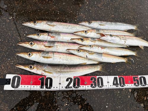 アカカマスの釣果