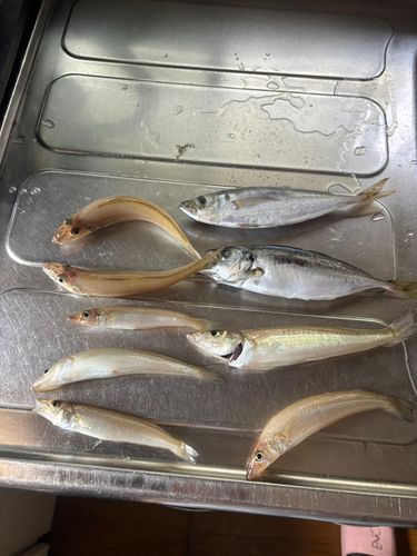 キスの釣果