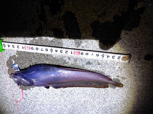 ドンコの釣果