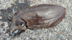 モンゴウイカの釣果