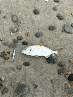 ショゴの釣果