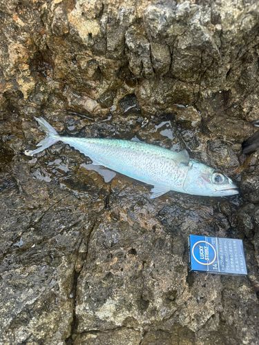 ゴマサバの釣果