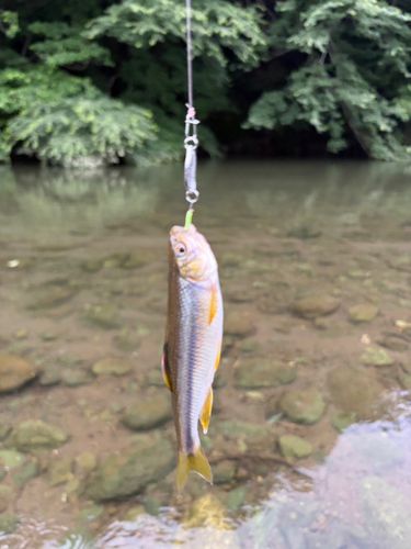 カワムツの釣果