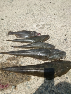 マゴチの釣果
