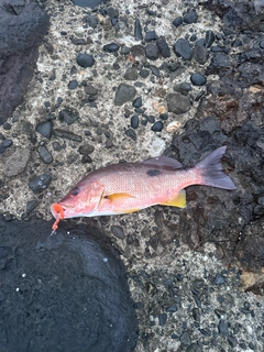 クロホシフエダイの釣果