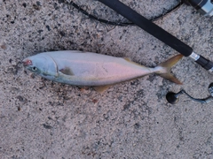 イナダの釣果