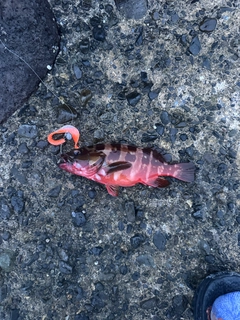 アカハタの釣果