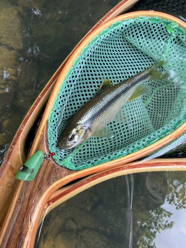 カワムツの釣果