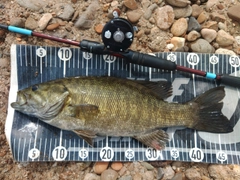 スモールマウスバスの釣果