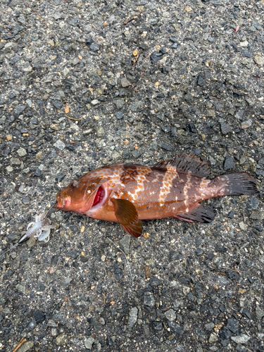 アコウの釣果