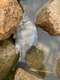 キビレの釣果