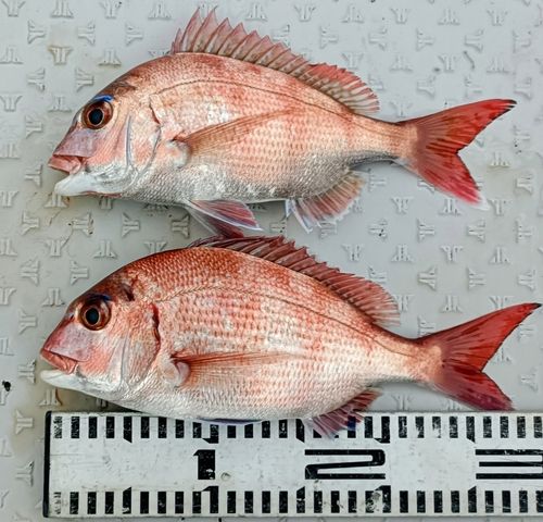 マダイの釣果