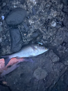イサキの釣果