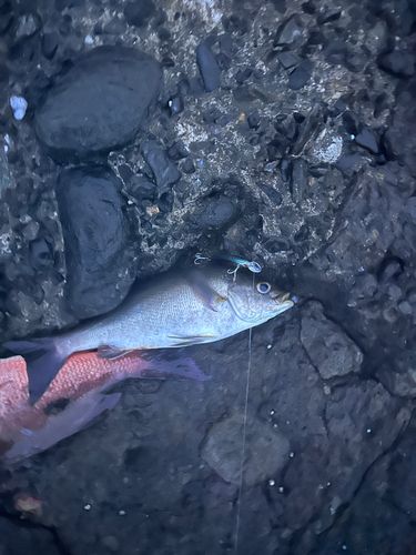 イサキの釣果