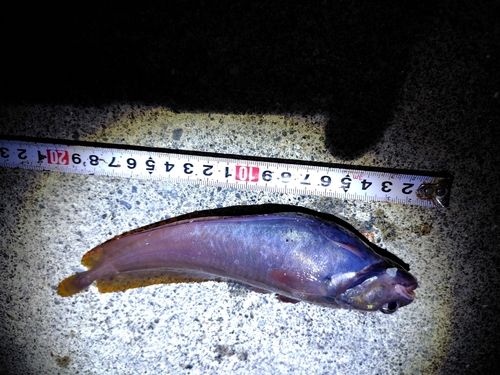 ドンコの釣果
