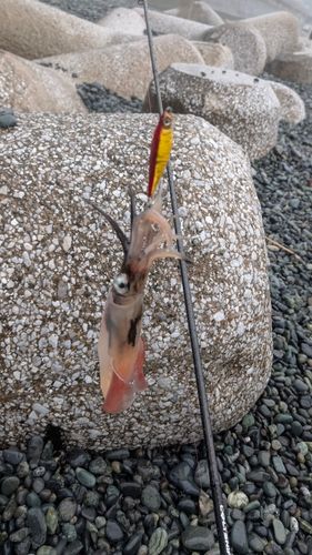イカの釣果